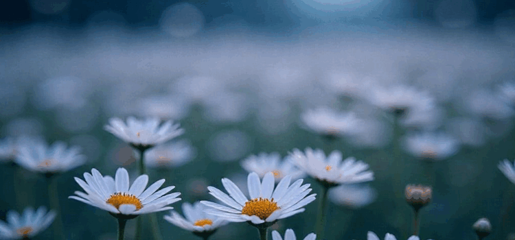 Oopsie daisy, Inschrijven gemist? Oopsie daisy, Inschrijven gemist?